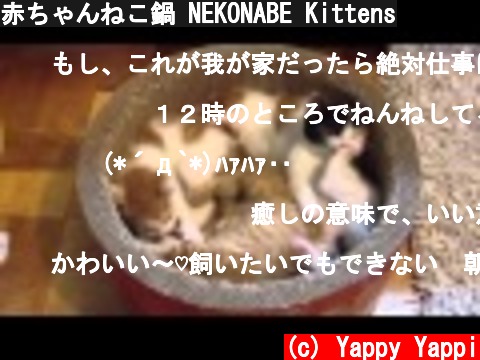 赤ちゃんねこ鍋 NEKONABE Kittens  (c) Yappy Yappi